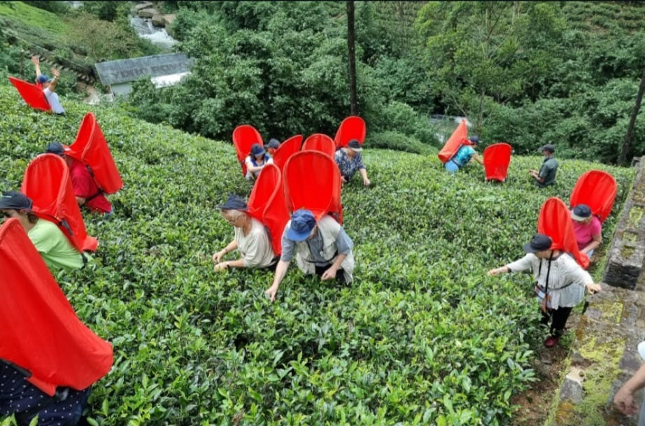 Sri Lanka-Nuwara Eliya, tea experience