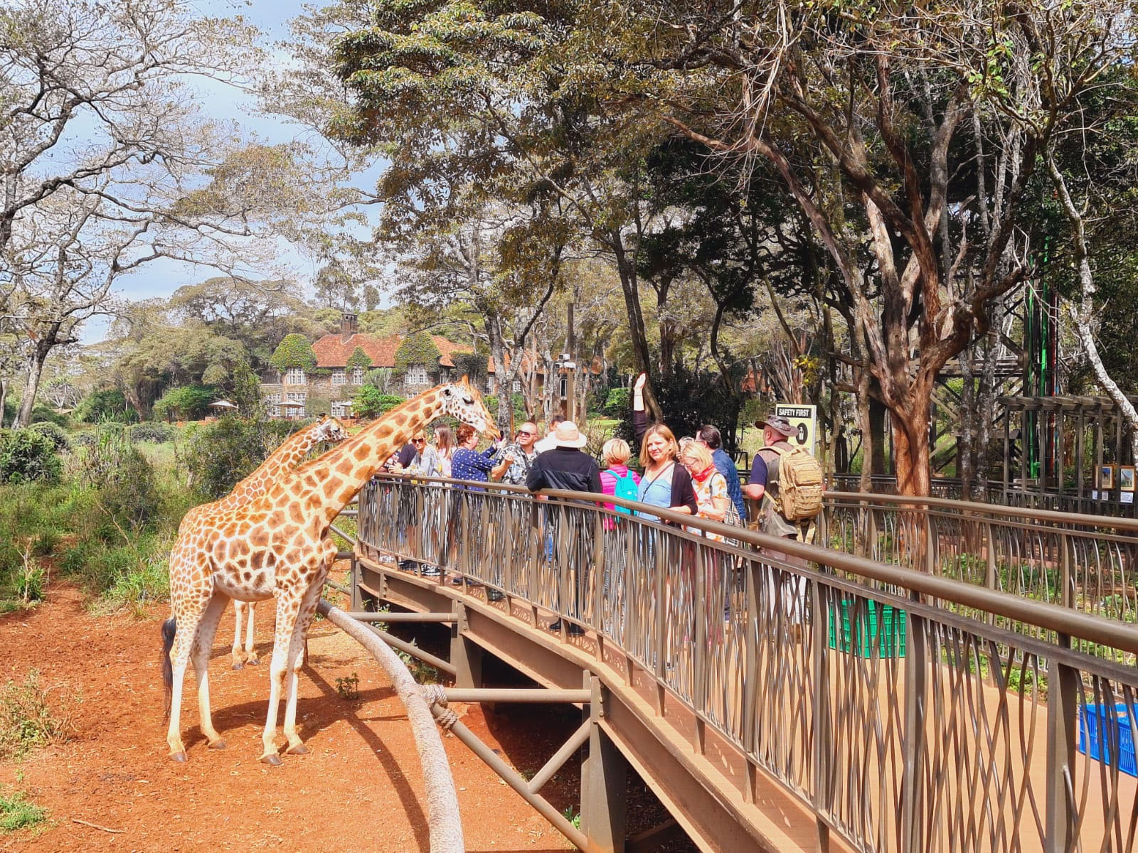 In Kenya la centrul de girafe