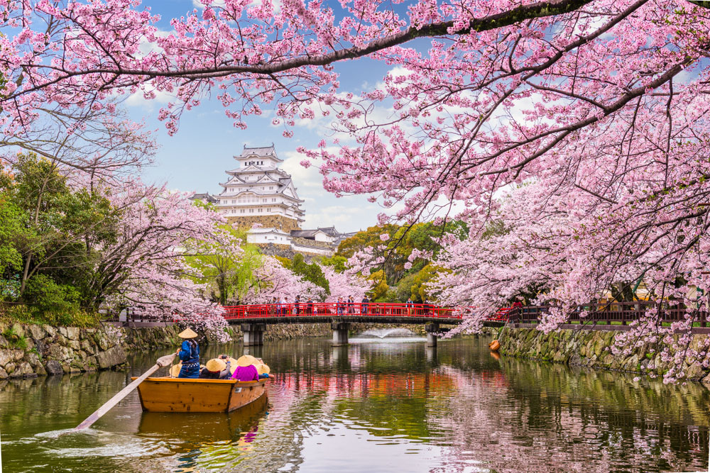 Japonia Festivalul Ciresilor in Floare