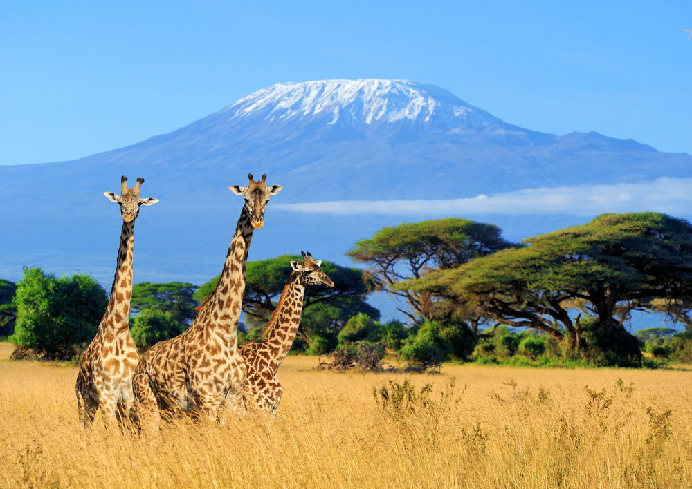 Kenya Safari si Sejur
