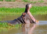 Aici sunt mai multe specii de mamifere decat in oricare alta rezervatie africana de vanatoare, iar studiile arata ca este parcul cu cea mai mare biodiversitate din lume.