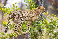 In acest parc avem garantia ca vom vedea animalele din Big Five–leul, leopardul, bivolul african, elefantul si rinocerul.