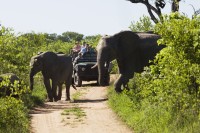 Dimineata devreme incepem o zi plina de explorare a Parcului National Kruger, imbarcandu-ne in jeep-uri 4x4 de safari decapotabile.