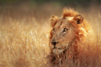 Aici gasim Parcul National Kruger, unul dintre cele mai bune locuri din lume pentru observarea animalelor salbatice.