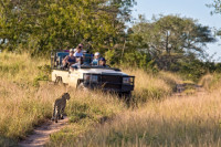 Dimineata devreme incepem o zi plina de explorare a Parcului National Kruger, imbarcandu-ne in jeep-uri de safari decapotabile.
