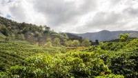 Veti incepe ziua cu Plantatia de cafea La Azotea, o experienta culturala si educativa completa
