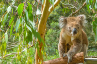 Optional, Excursie in Insula Phillip Island. Aici vom putea admira o lume fascinanta de animale salbatice, inclusiv foci, ursi Koala si o colonie mare de pinguini pitici.