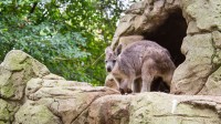 Vizitam pentru inceput, Featherdale Wildlife Park, un parc ce gazduieste peste 200 de specii native continentului
