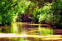 In prima parte a zilei va propunem, optional, o excursie de o jumatate de zi in Delta del Tigre (Delta Tigrului)