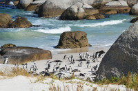 Vom savura un delicios pranz pe baza de peste si fructe de mare la Restaurantul The Fish Hoek Gallery, apoi vom vizita coloniile de pinguini de pe plaja Boulders