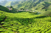 Plecam catre Cameron Highlands, cea mai mare zona de plantatii de ceai din Malaezia.