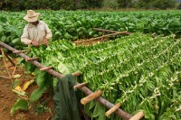 Plecam intr-o excursie in Valea Vinales, locul in care este cultivat cel mai bun tutun pentru renumitele trabucuri cubaneze