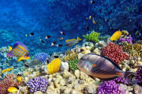 Va sugeram o Croaziera pe Marea Rosie cu posibilitatea de a face snorkeling si a admira renumitele recife de corali.