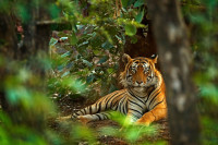 Acesta este unul dintre cele mai bune locuri pentru a vedea un tigru in salbaticie in Rajasthan.