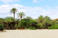 Insula Creta Plaja Vai Palmieri salbatici