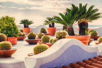 Insula Ischia gradina de cactusi