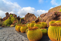 Insula Lanzarote Guatiza gradina cactusi tropicali