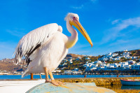 Insula Mykonos faimosul pelican Petros