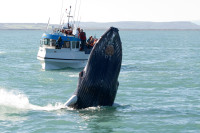 optional, puteti participa intr-o excursie ce va avea ca scop observarea balenelor.