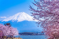Dupa vizita cu telecabina, ne imbarcam in autocar si ne indreptam spre zona lacului Kawaguchi, al doilea pe care il vizitam din cele cinci lacuri din zona muntelui Fuji si unde vom face un popas fotografic pt a admira panorama deosebita a Muntelui Fuji