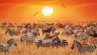 Impreuna cu Parcul National Serengeti din Tanzania formeaza cel mai divers, incredibil si specatculos eco-sistem si cu siguranta una din destinatiile de top pentru safari.