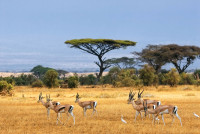 Parcul ofera imaginea clasica a Africii, peisajul ondulat al savanei fiind dominat de prezenta varfului inzapezit al  celui mai inalt munte din Africa, Kilimanjaro.