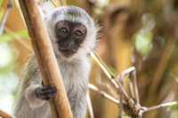 Iubitorii de natura pot explora cinci habitate diferite, de la patul uscat al lacului Amboseli la zonele umede cu izvoare de sulf, la savana si paduri.
