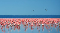 Cunoscut si sub denumirea de \"Paradisul Iubitorilor de Pasari\" Parcul National Nakuru se afla la baza vaii Marelui Rift, inconjurat de pasuni si padure.