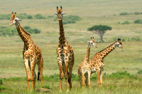 Dupa-amiaza continuam safariul in parcul national.