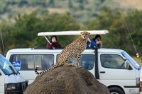 Safari in parcul National Nakuru