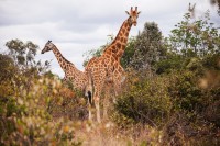 vom putea interactiona cu girafele de la  Giraffe Centre–centru de conservare a girafelor Rotschild