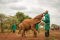 ne deplasam in Nairobi National Park, la Orfelinatul de elefanti Daphne Sheldrick