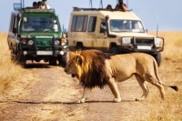 Dupa-amiaza primul game drive in Masai Mara.