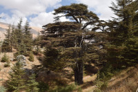 Urmeaza sa descoperim Padurea de cedri a Domnului, arbori mitici si emblema Libanului, astazi exista doar cateva sute, in timp ce odinioara acopereau toti muntii Libanului. 