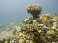 Marea Rosie Aqaba recif corali