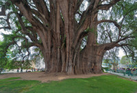 si cel mai lat copac din lume, arborele Tule.
