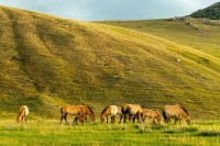 Caii salbatici Przewalski, mici rozatoare ca gerbili si pikas, vulturi sau capre ibex sunt doar cateva dintre frumusetile naturii pe care le intanim aici