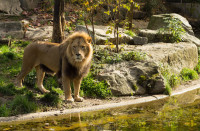 Munchen gradina zoologica