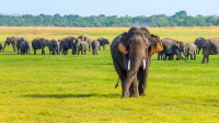 Parcul este unul din cele mai cunoscute din Sri Lanka pentru numarul mare de elefanti salbatici care se aduna pe malul raurilor sa se scalde sau sa... socializeze.