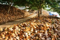 Intelegem cum functioneaza economia locului oprindu-ne sa vizitam diverse spatii de munca: vizita la cuptoarele de caramida, la fabrica de carbune din coaja de nuca de cocos, si participarea la un workshop in care procesati nuca de cocos
