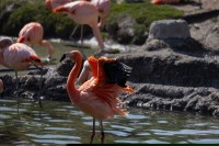 Una dintre cele mai faimoase specii de pasari specifice zonei este flamingo puna sau flamingo lui James,