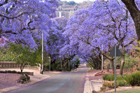 Intoarcere la Pretoria–capitala Africii de Sud. Acest frumos oras este cunoscut si ca “Orasul Jacaranda” datorita copacilor cu acest nume.