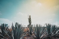 si vedem campurile unde se cultiva agavele albastre – plantele din care se obtine tequila
