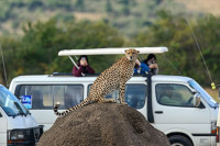 Este ideal pentru vizionarea pasarilor, drumetii, picnic. Safari in parcul National Nakuru. Pranz la un Lodge in interiorul parcului.