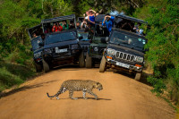 Dupa-amiaza aveti programat safari cu jeep-ul in Parcul National Yala, al doilea ca marime si cel mai vizitat din insula