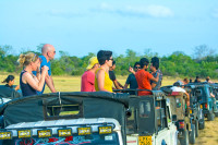 Vom experimenta un jeep safari in Parcul National Minneriya.