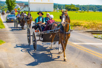 Vom face un tur ghidat cu autocarul ”The Amish Farm and House”, in care vom afla mai multe despre modul de viata al acestei comunitati de credinciosi anabaptisti