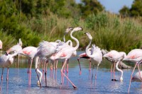 De aici plecam spre Camargue sau Delta Rhonului, una dintre cele mai bine protejate delte din întreaga lume