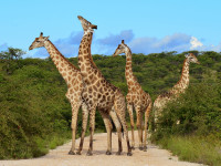 Lasam in urma zona Ngorongoro si ne indreptam catre Parcul National Serengeti