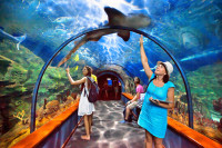 Tenerife Aquarium Loro Parc